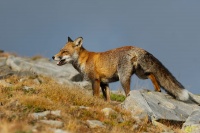 Liska obecna - Vulpes vulpes - Red Fox 2073